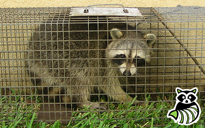 Dighton trapping